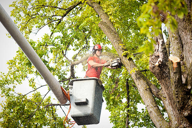 Best Emergency Tree Removal  in Guin, AL